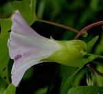 Hedge false bindweed